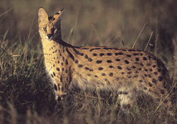 Servals Conservation