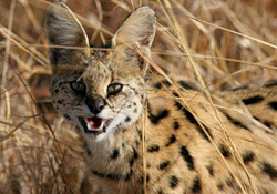 Servals - Email Us