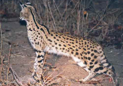 Servals Home