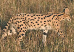 Servals - Preservation