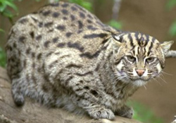 Other Lesser Felid