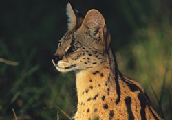 Servals - Help Us Help Wildlife