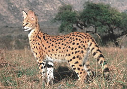 Servals In The Wild